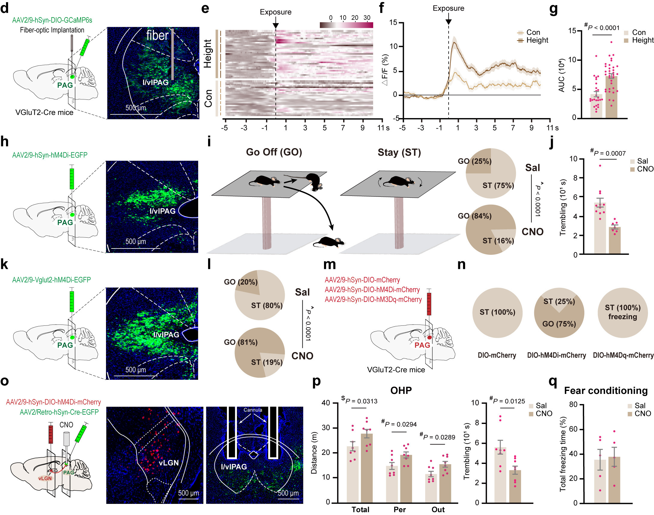 4 PAG vLGN 环路.jpg 4 PAG vLGN 环路.jpg