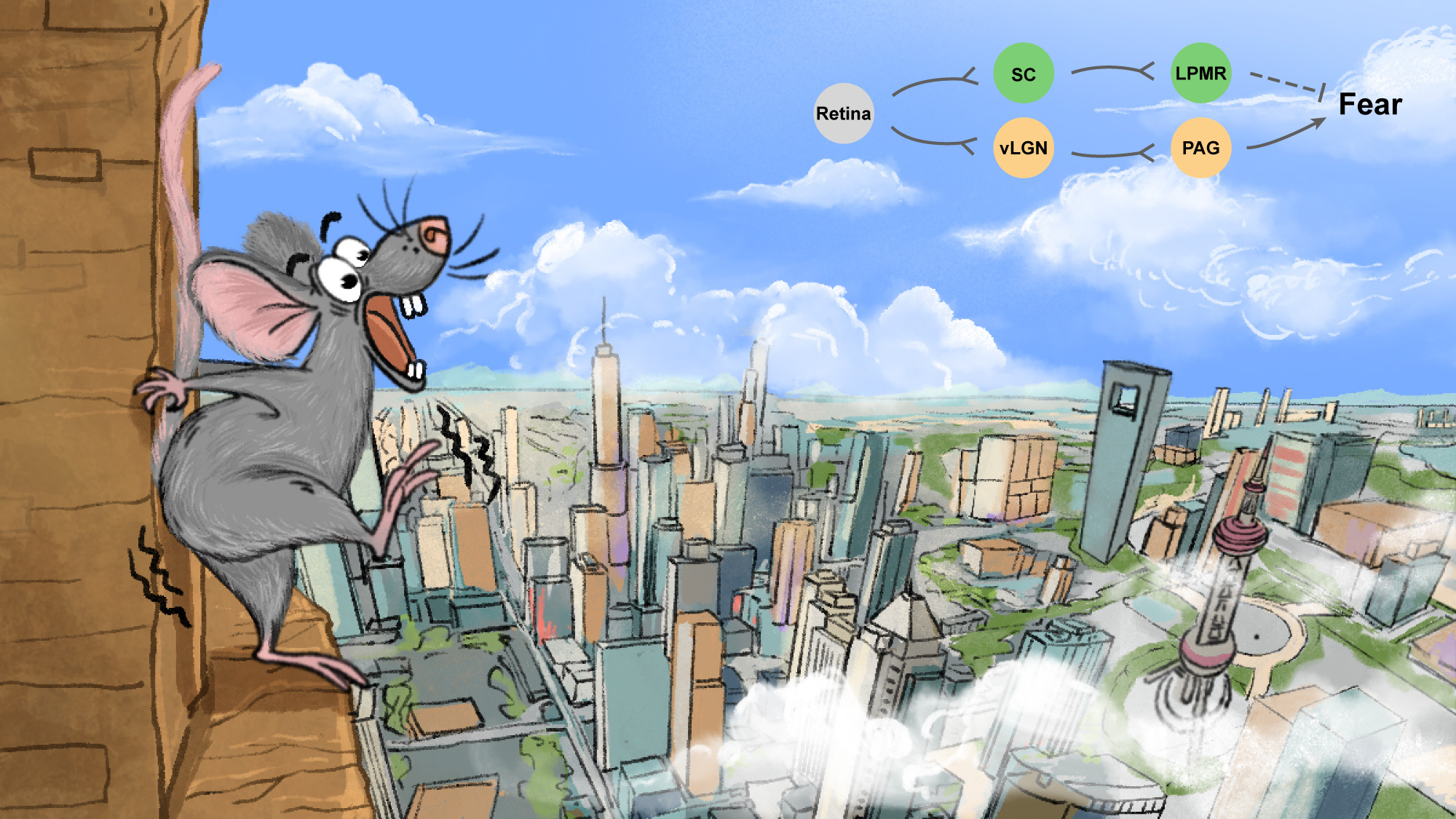 5 小鼠恐高环路.jpg 5 小鼠恐高环路.jpg